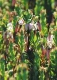 Closeup of cranberries growing at Annie's Crannies