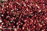 Fresh Cranberries (FC)